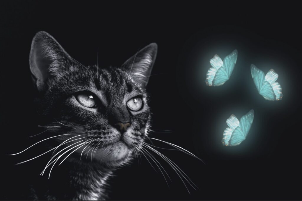 cat with butterflies